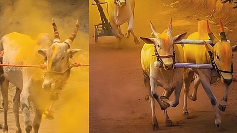 Bullock Cart