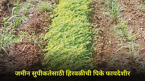Soil Fertility