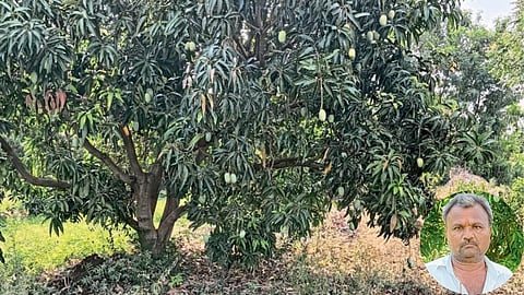 Mango Management