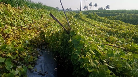 Kolhapur Rain