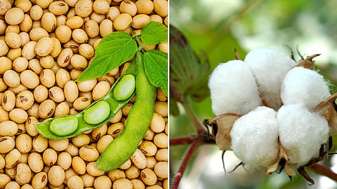 Soybean and Cotton