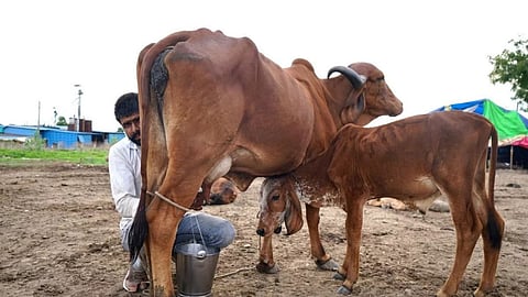 Milk Production