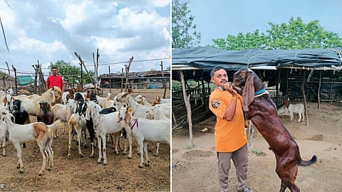 Goat Farming