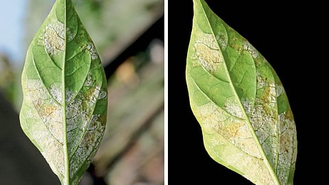 Chilli Crop Disease