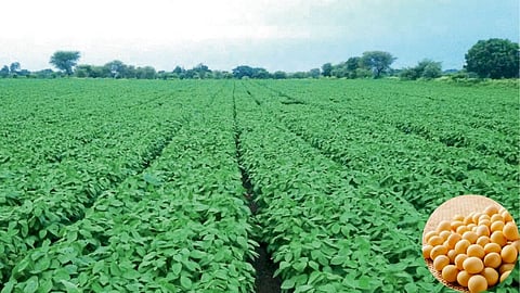 Soybean Farming