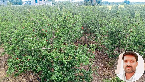 Pomegranate Farming