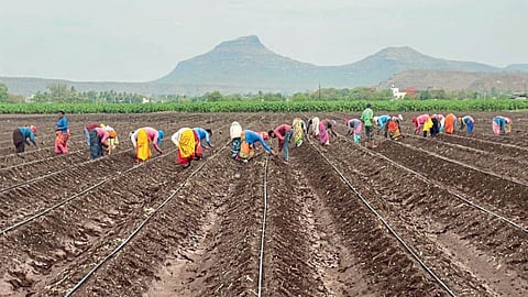 Agriculture Sowing