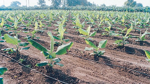 Banana Cultivation