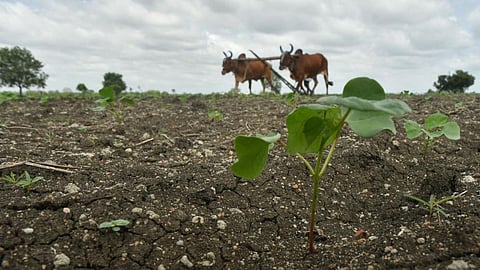 Kharif Season