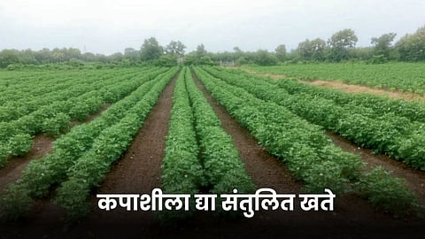 Cotton Farming