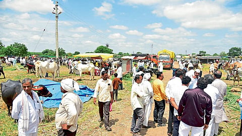 Animal Market