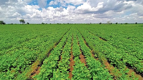 Soybean Farming