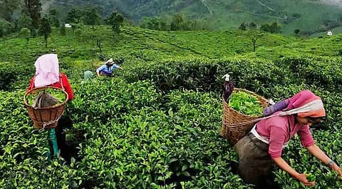 Tea Crop Production