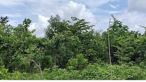 miyawaki forest