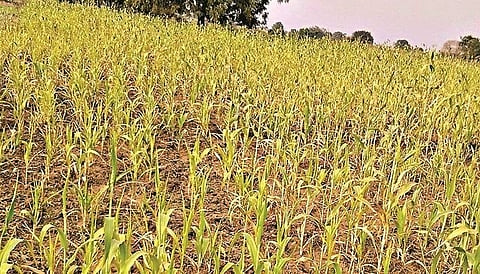 Crop Insurance