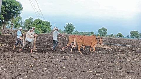 Agriculture Work