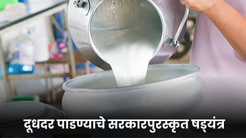 Milk Rate