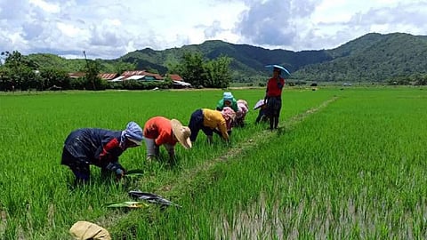 Agriculture News