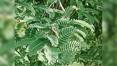 Tamarind