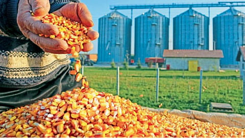 Micro Food Processing