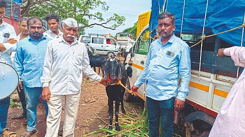 Goat Market
