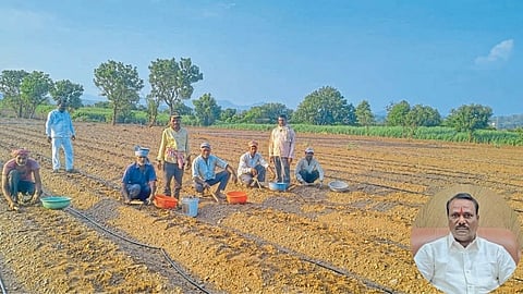 Ginger Farming