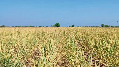 Sugarcane Crop