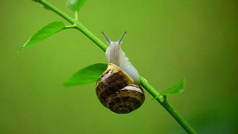 Snail