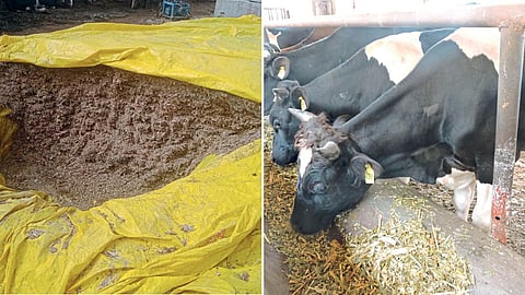 Animal Fodder