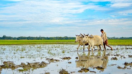 Agriculture