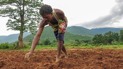 Agriculture Sowing
