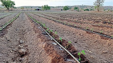 Drip Irrigation