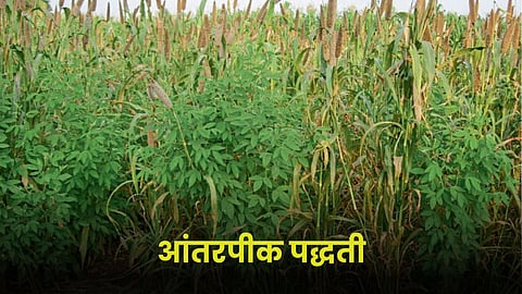 Intercropping Method
