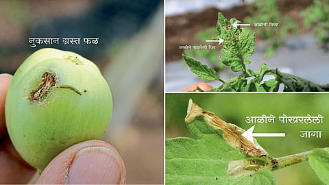 American Leaf Miner