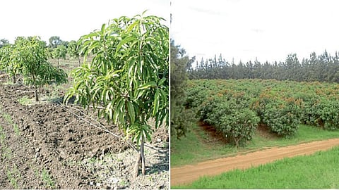 Mango Farming