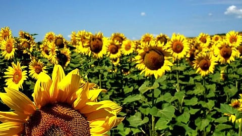 Sunflower sowing
