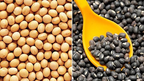 Soybean and Urad