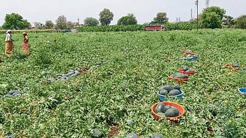 Watermelon