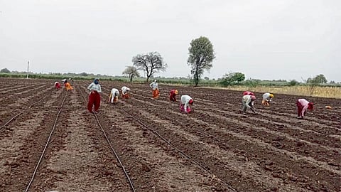 Kharif Season