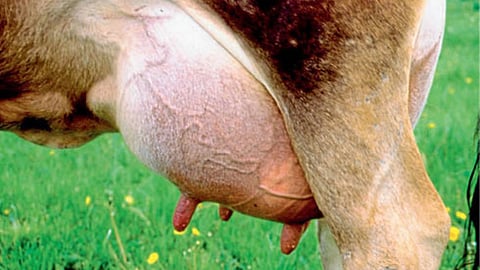 Animal Disease