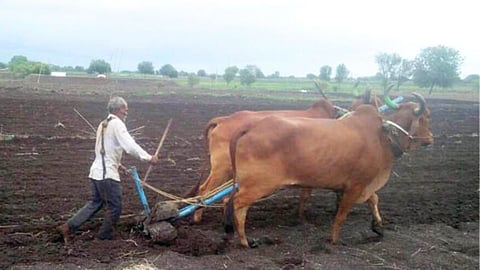 Kharif Sowing