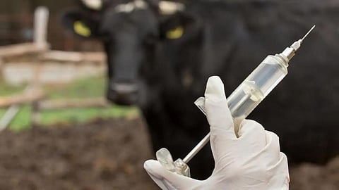 Livestock Vaccination