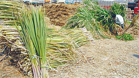 Fodder Shortage