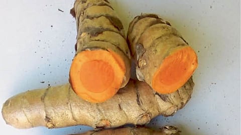Turmeric Farming