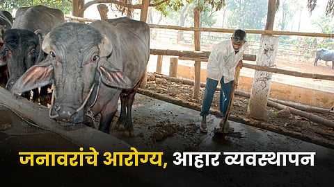 Animal Care