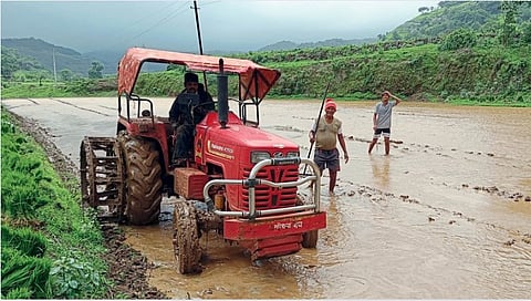 Paddy Plantation