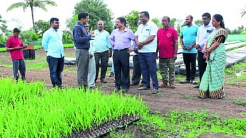 Sugarcane Seedlings