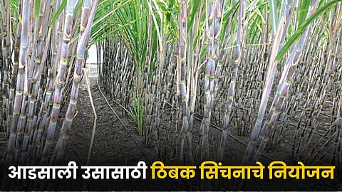 Sugarcane Farming