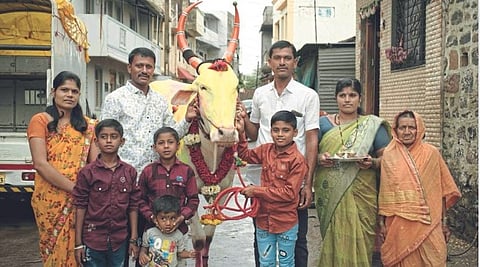 Bull Rearing
