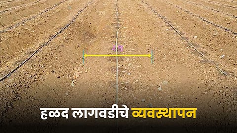 Turmeric Farming